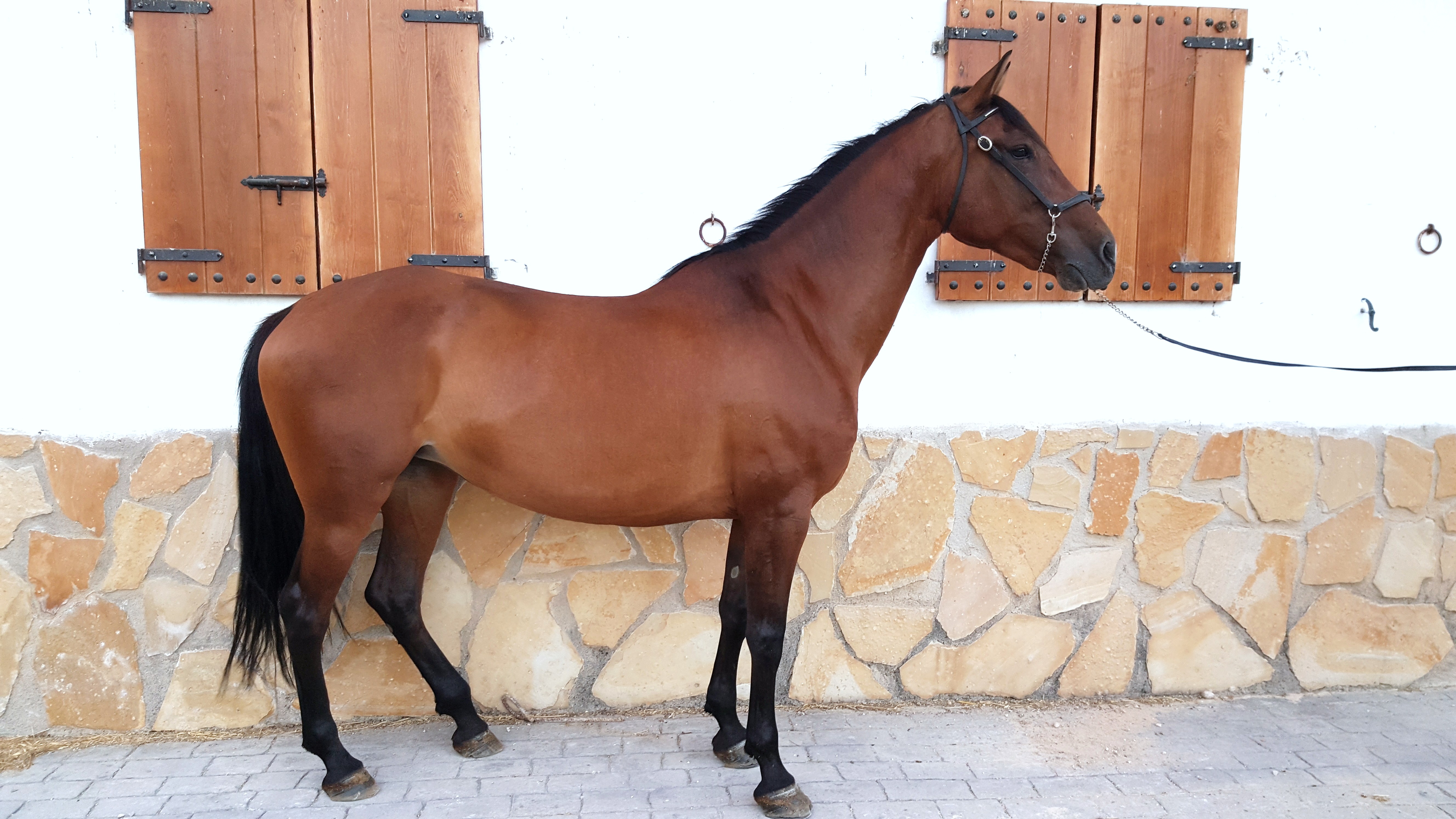 PRE Certified Andalusian Horses, Andalusian Horse, Andalusian Mare, Andalusisches Pferd, Andalusische Stutte