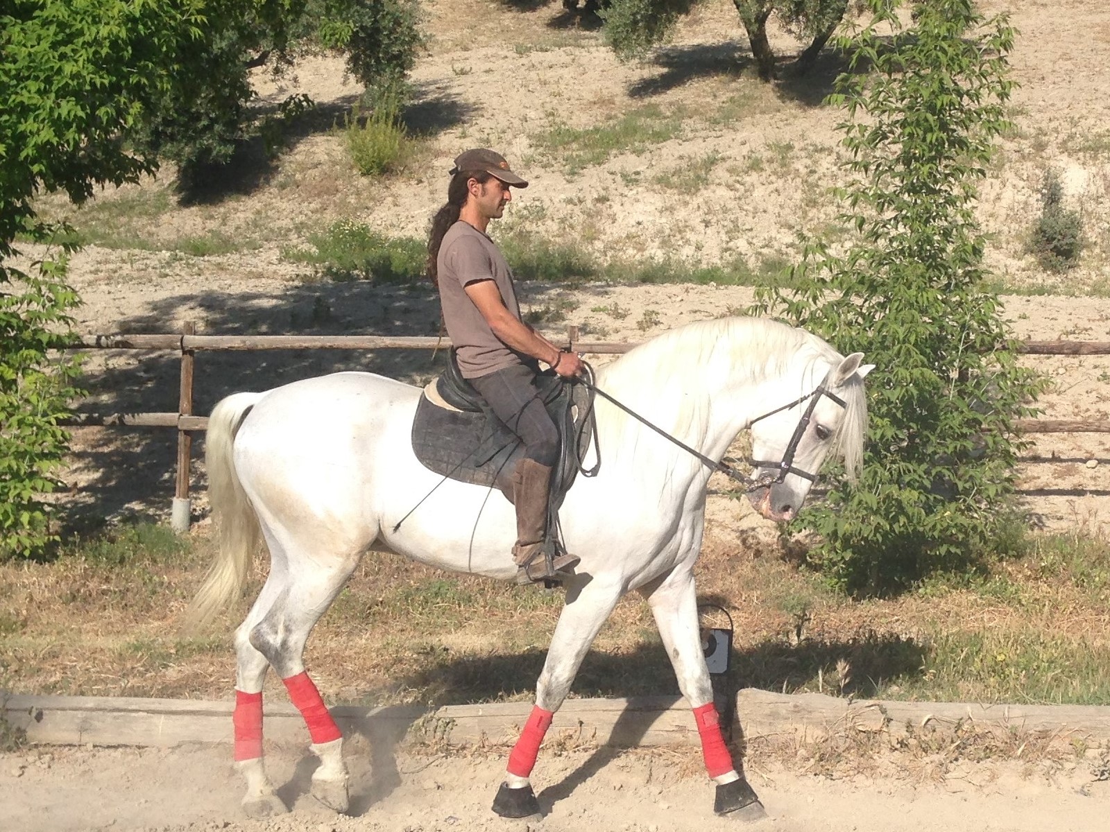 PRE Certified Andalusian Horses, Andalusian Horse, Andalusische Pferde, Andalusischer Hengst