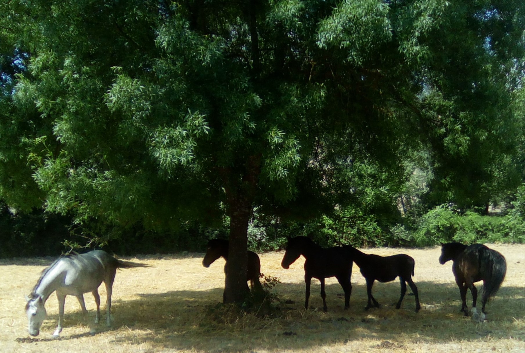 Andalusian Horses, Andalusian Horse, Andalusiche Pferde, Andalusiches Pferd