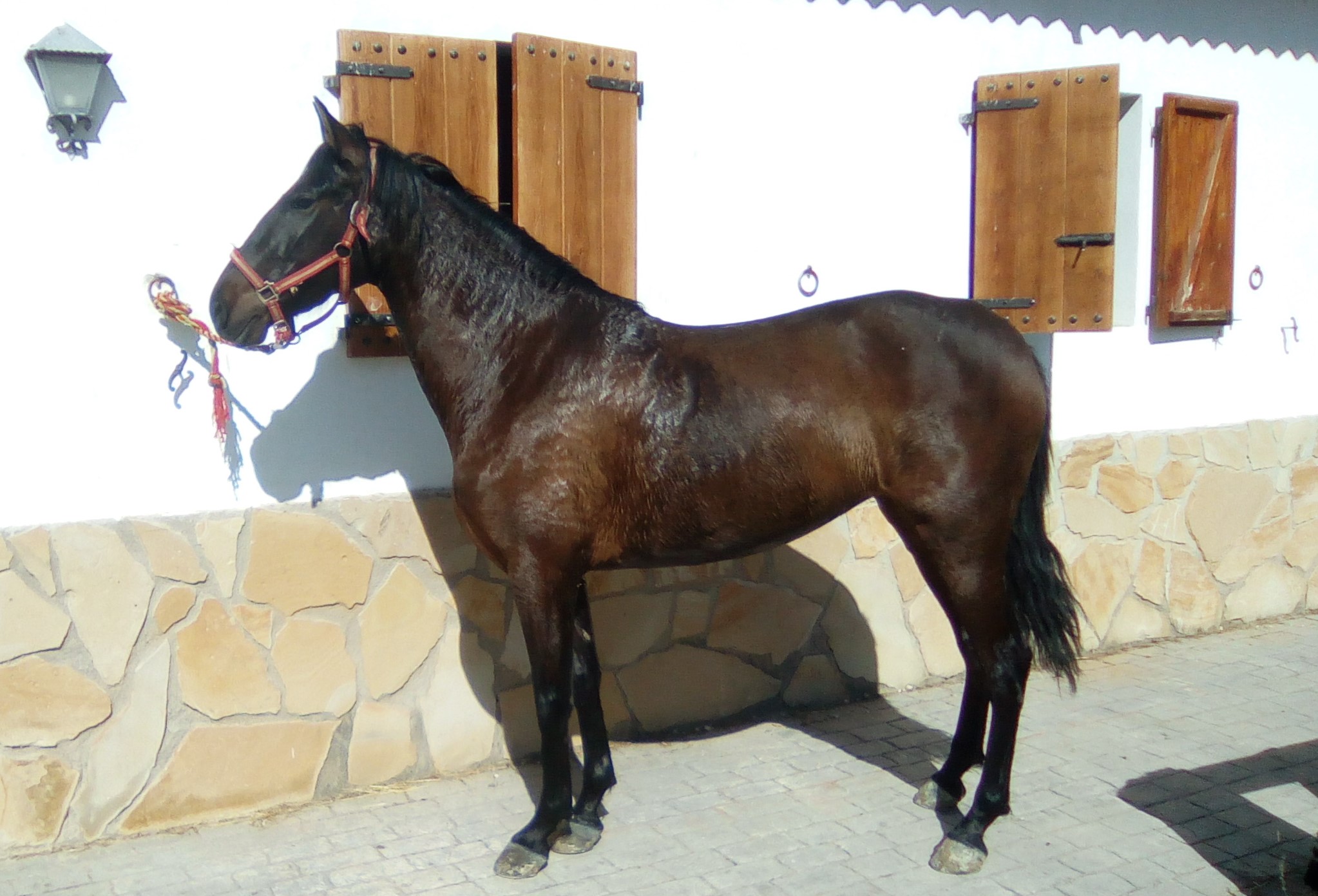 Andalusian Horse, Andalusian Mare, Andalusiches Pferd, Andalusiche Stutte