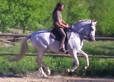 Andalusian horse, Andalusian Gelding, Andalusiche Pferd, Andalusiche Wallach