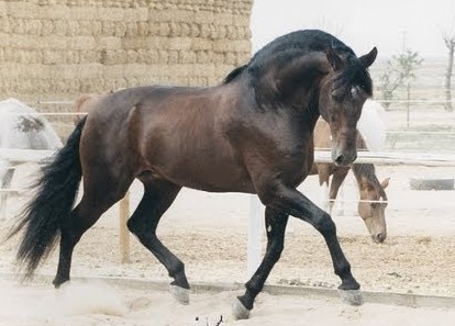 Andalusian Horse, Andalusian Stallion, PRE Horses, Spanish Horses, Andalusisches Pferd, Andalusischer Hengst, Andalusische Pferde