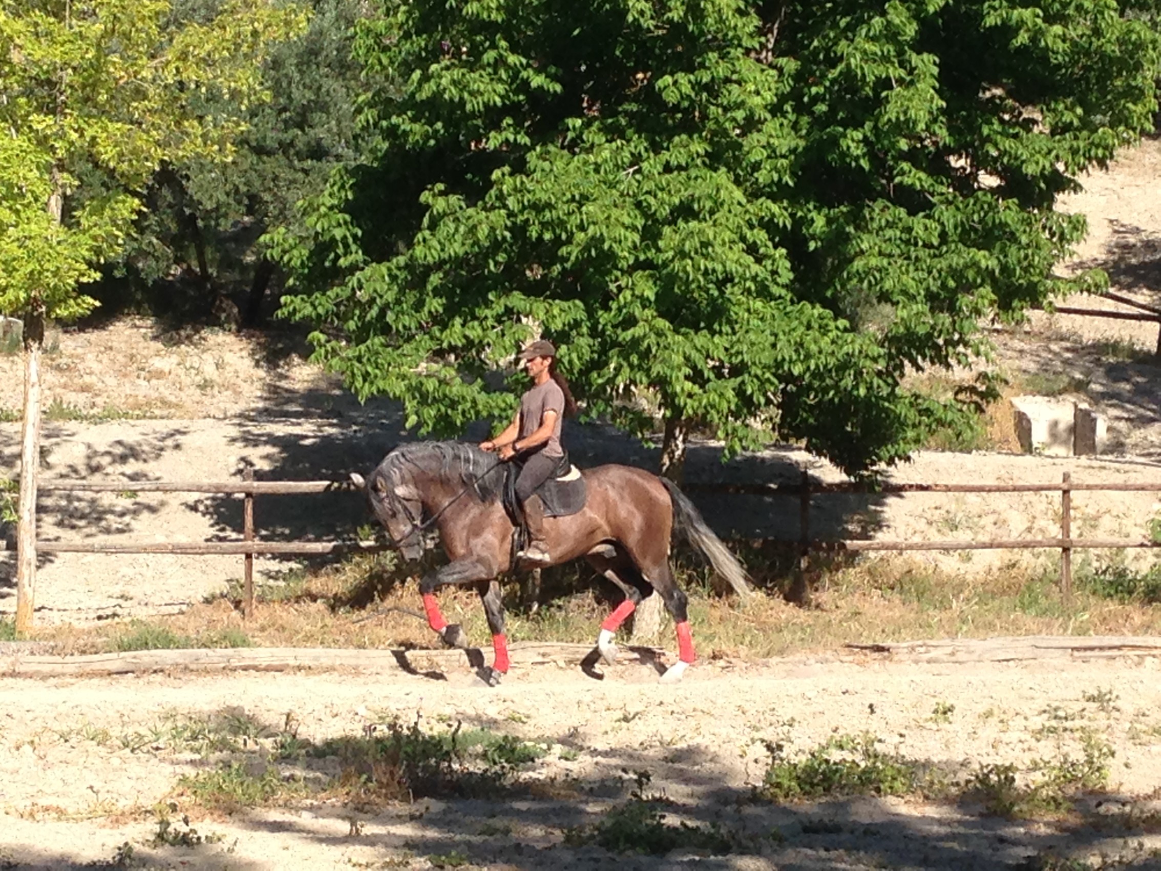 Andalusian Horse, Andalusian Stallion, PRE Horses, Spanish Horses, Andalusisches Pferd, Andalusischer Hengst, Andalusische Pferde