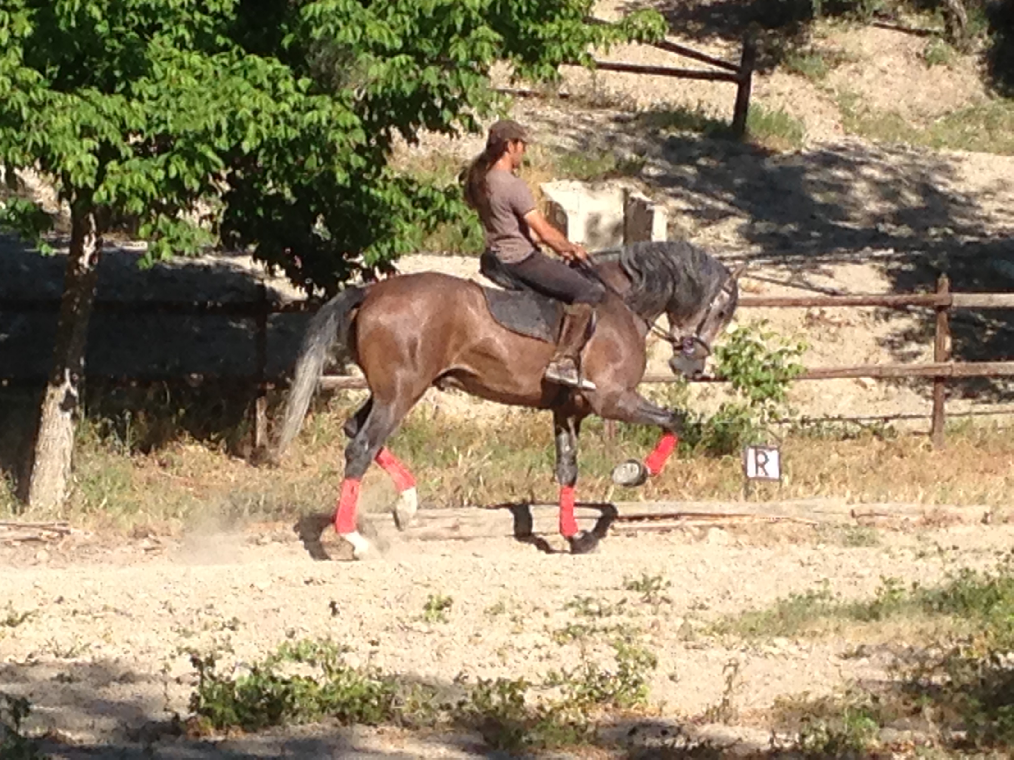 Andalusian Horse, Andalusian Stallion, PRE Horses, Spanish Horses, Andalusisches Pferd, Andalusischer Hengst, Andalusische Pferde