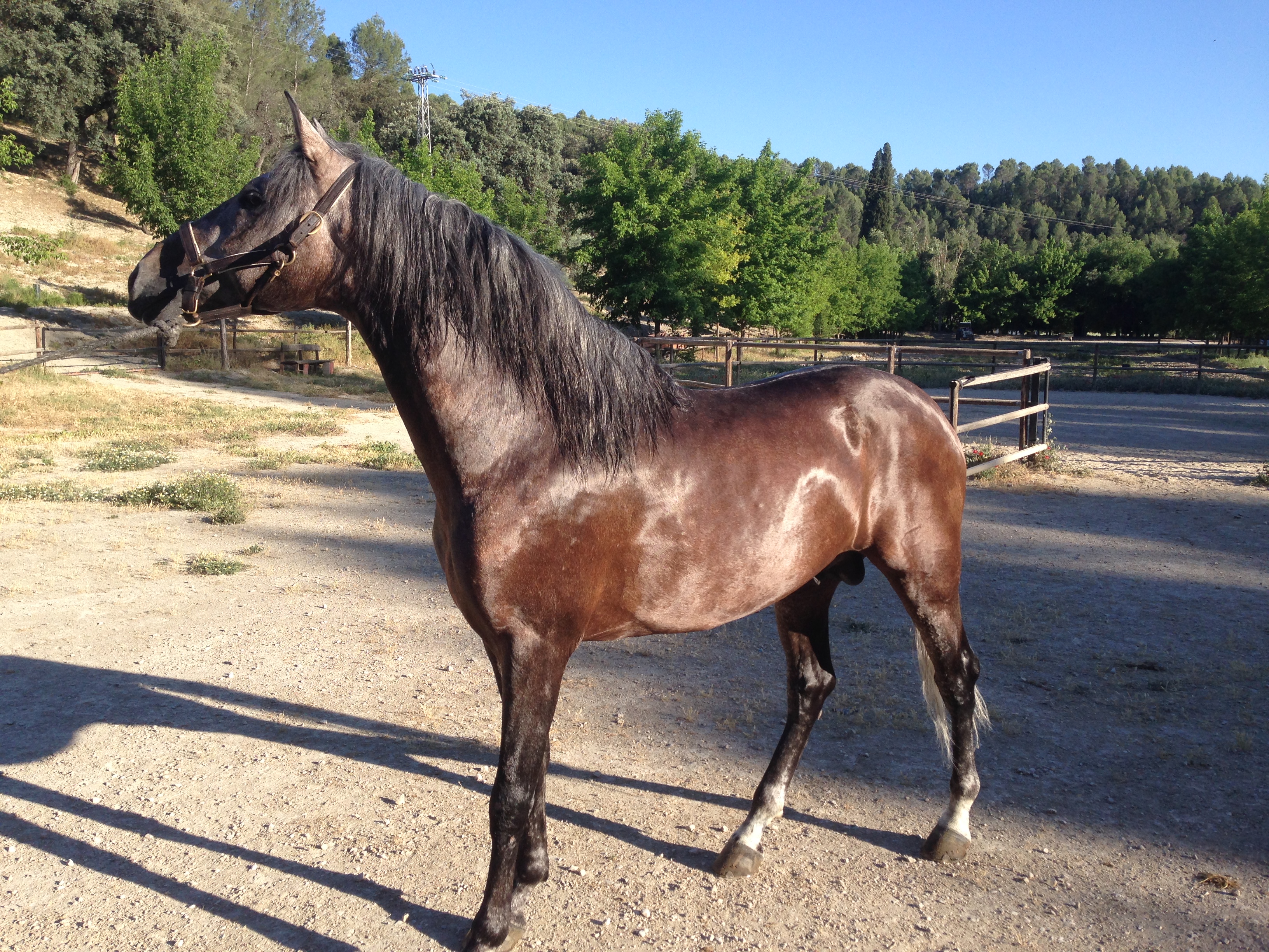 Andalusian Horse, Andalusian Stallion, PRE Horses, Spanish Horses, Andalusisches Pferd, Andalusischer Hengst, Andalusische Pferde