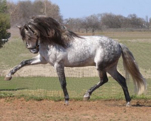 Andalusian Horses, PRE Horses, Spanish Horses, Andalusicher Pferde