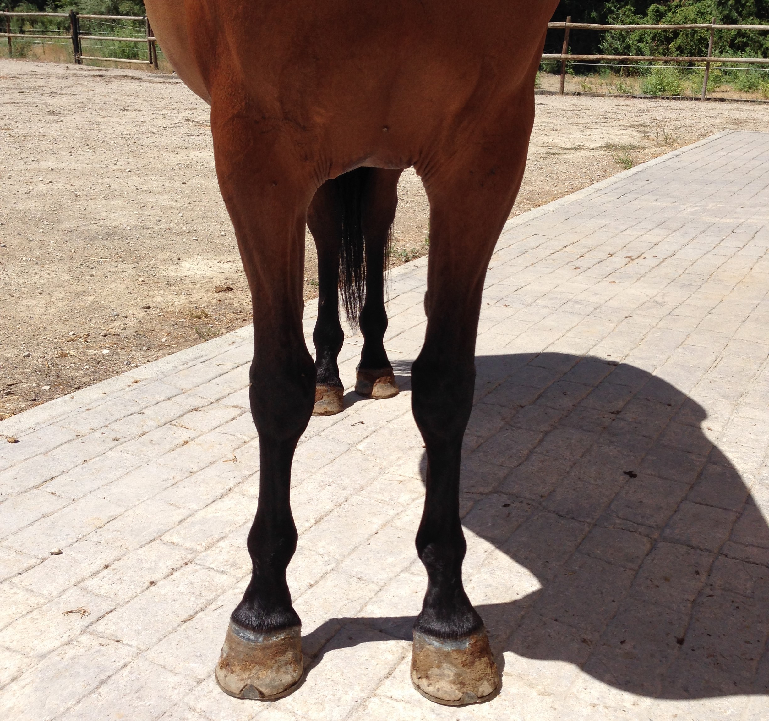 Andalusian Horse, Andalusian Mare, Andalisiche Pferde, Andalusiche Stutte