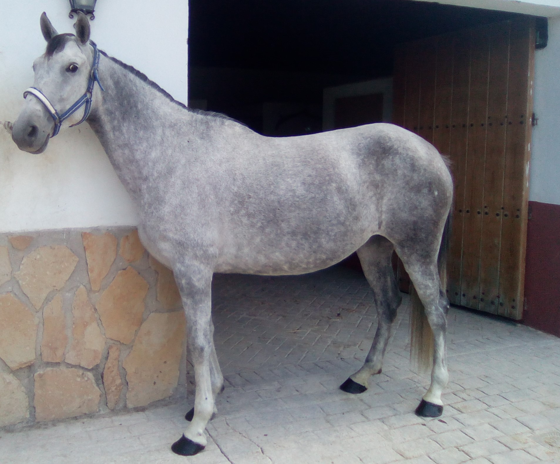 Andalusian Horse, Andalusian Mare, Andalusiches Pferd, Andalusiche Stutte