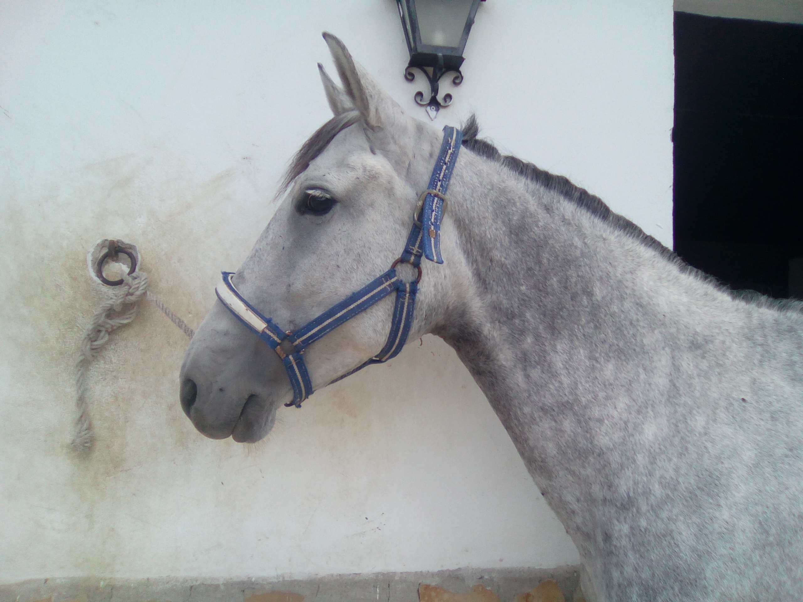 Andalusian Horse, Andalusian Mare, Andalusiches Pfred, Andalusiche Stutte