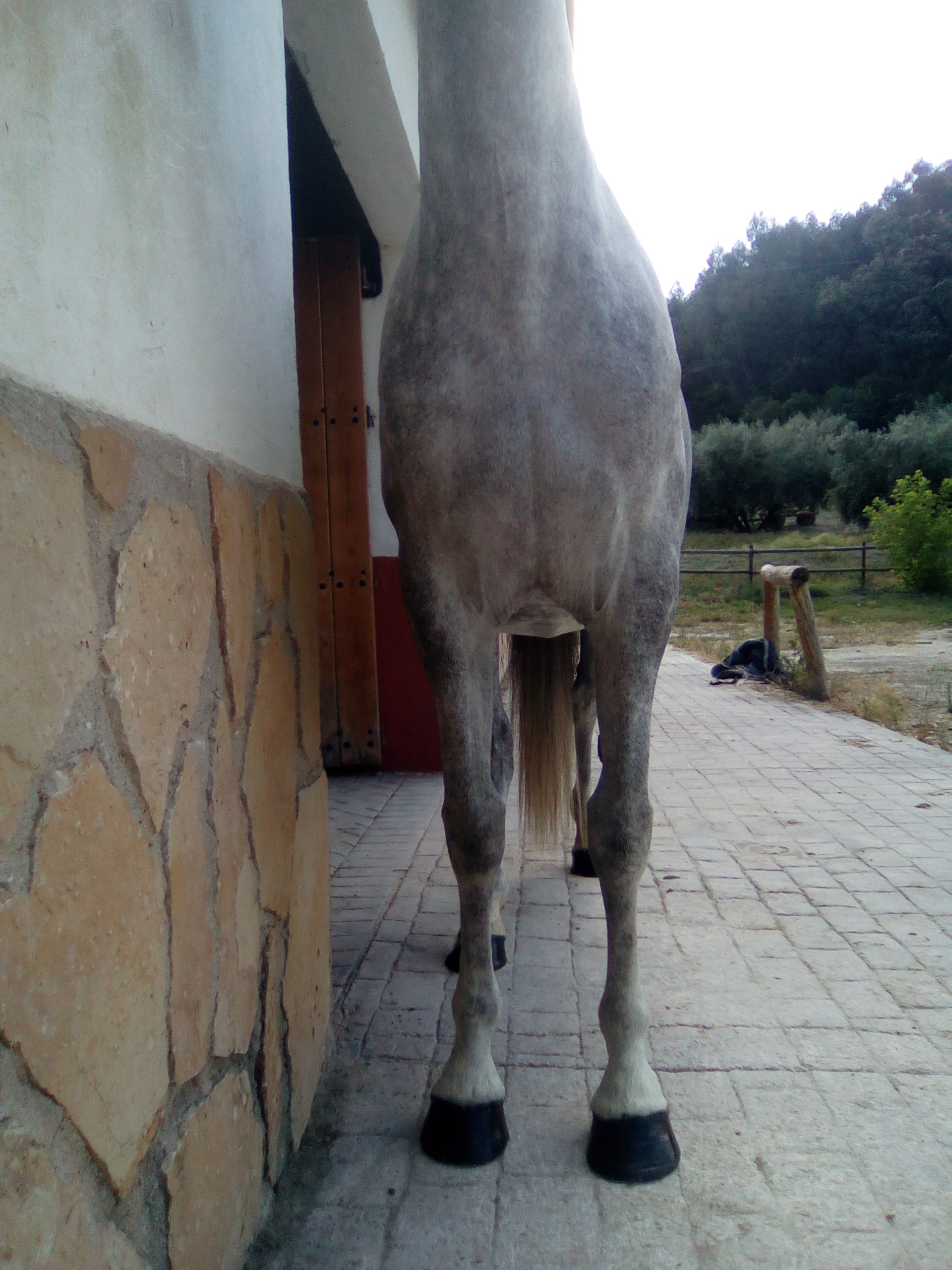 Andalusian Horse, Andalusian Mare, Andalusiches Pferd, Andalusiche Stutte