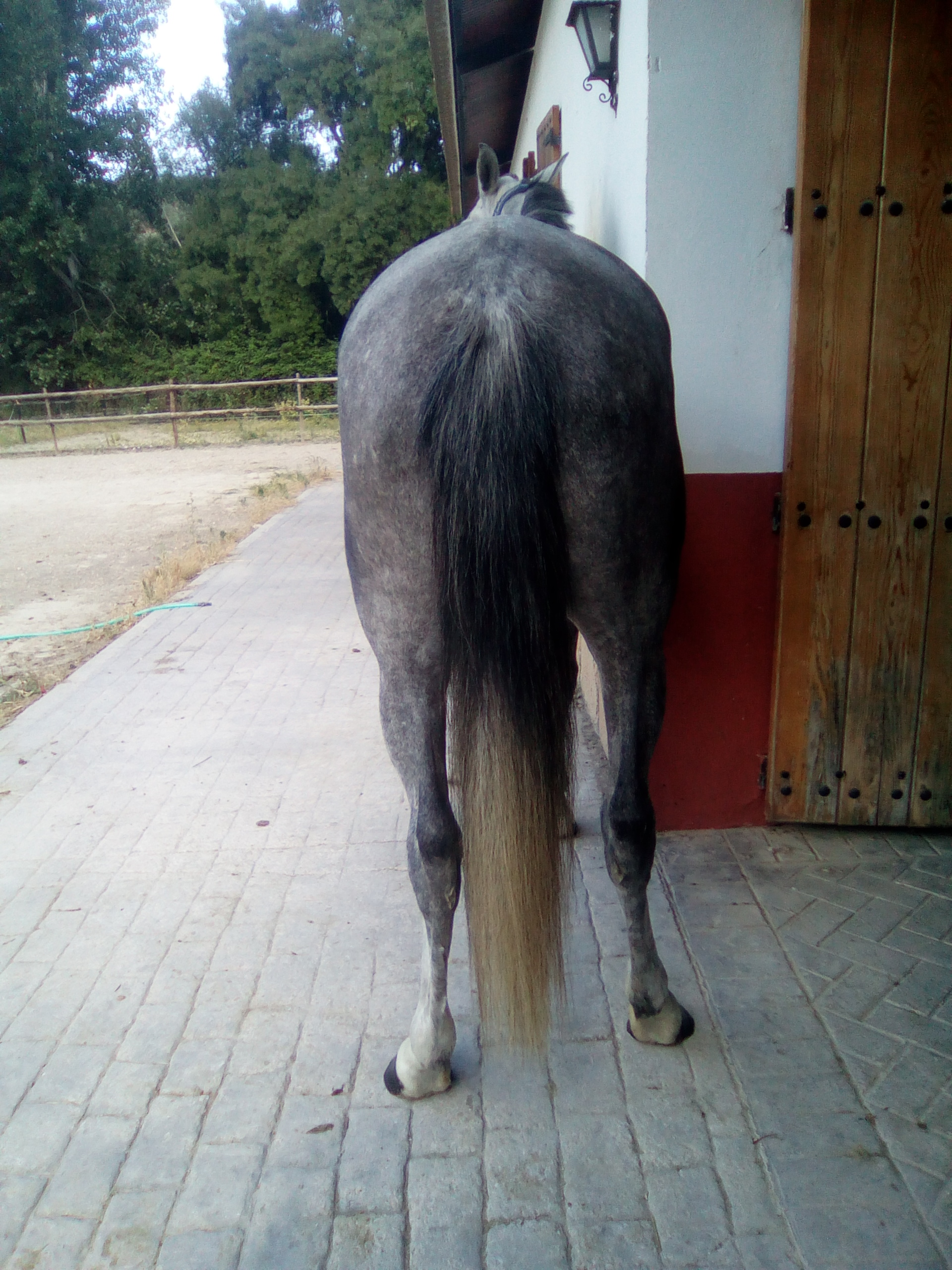 Andalusian Horse, Andalusian Mare, Andalusiches Pferd, Andalusiche Stutte