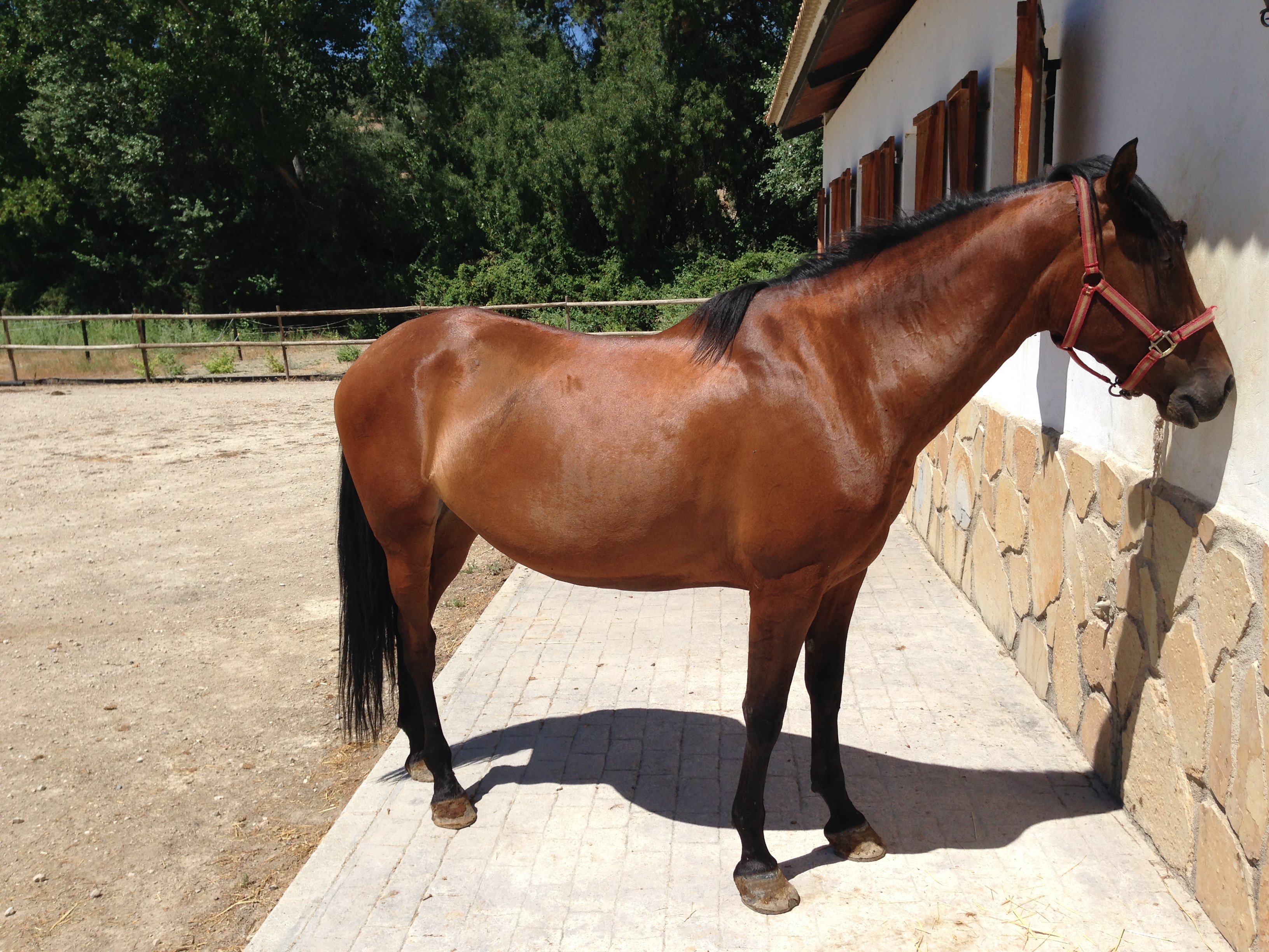 Andalusian Horse, Andalusian Mare, Andalusisches Pferd, Andalusische Stutte