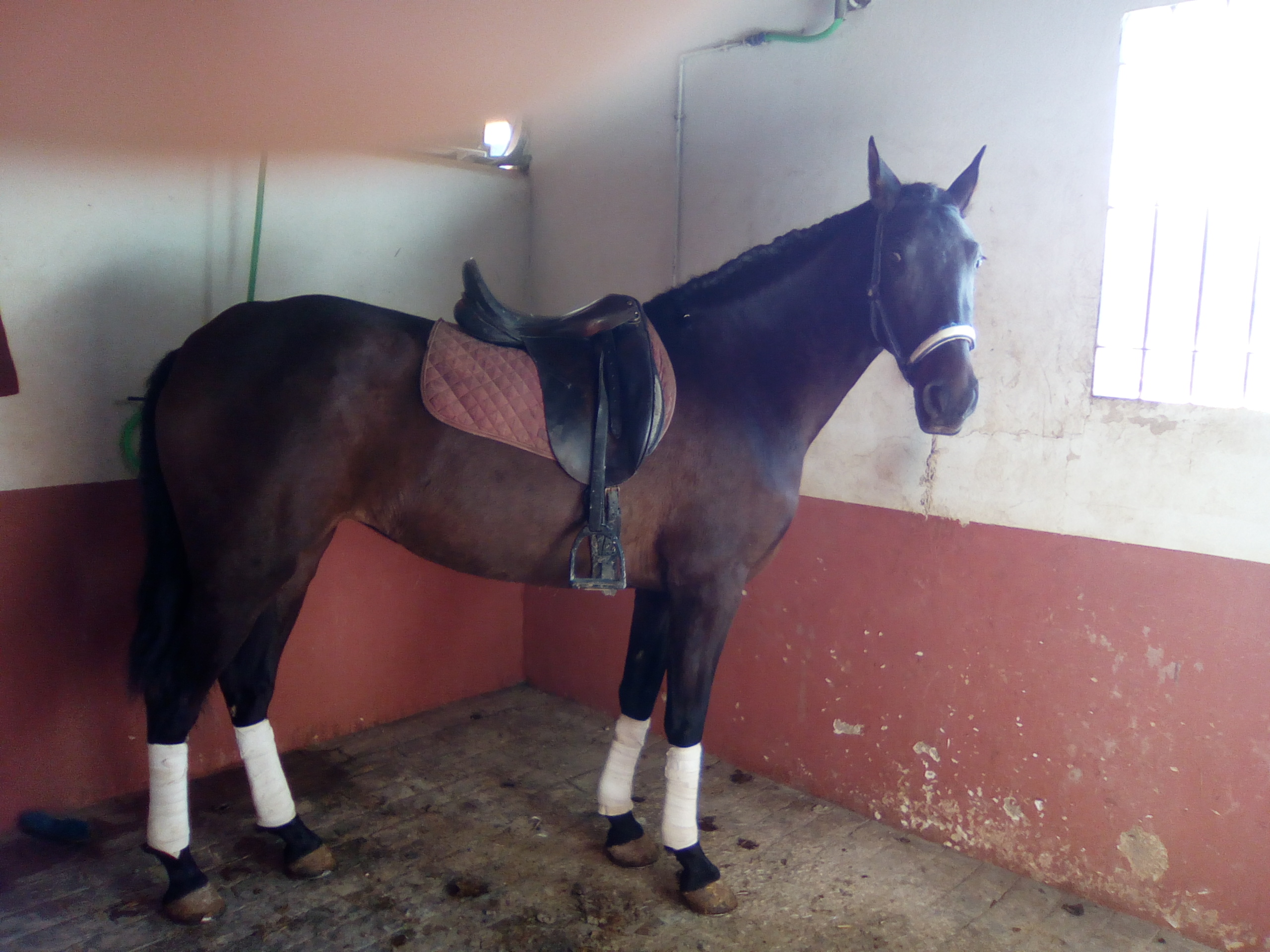 Andalusian Horses, Andalusian Mare, Andalusiche Pferde, Andalusiche Stutte