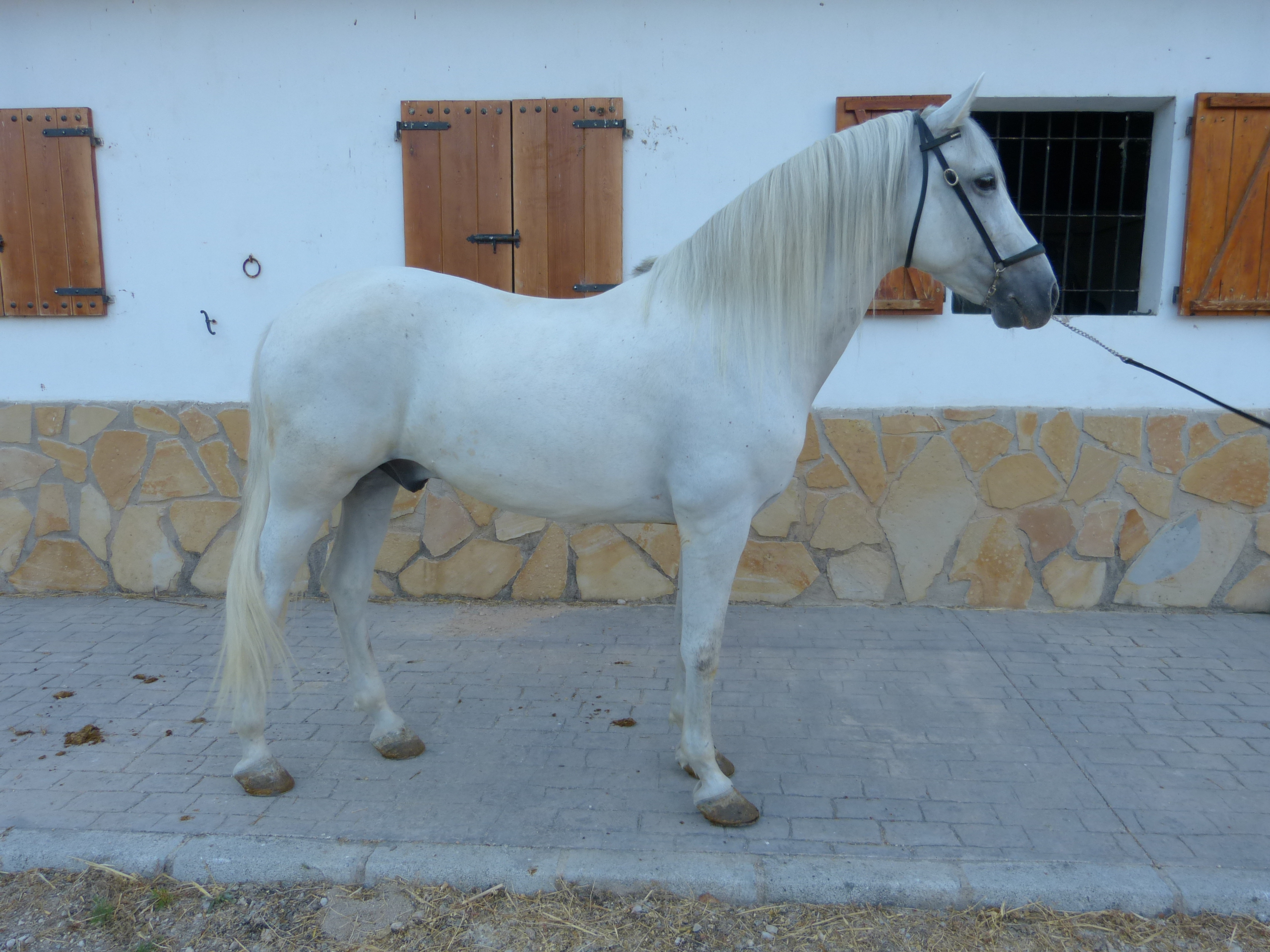 Andalusian Horse, Andalusian Gelding, PRE Horses, Spanish Horses, Andalusisches Pferd, Andalusischer Wallach, Andalusische 