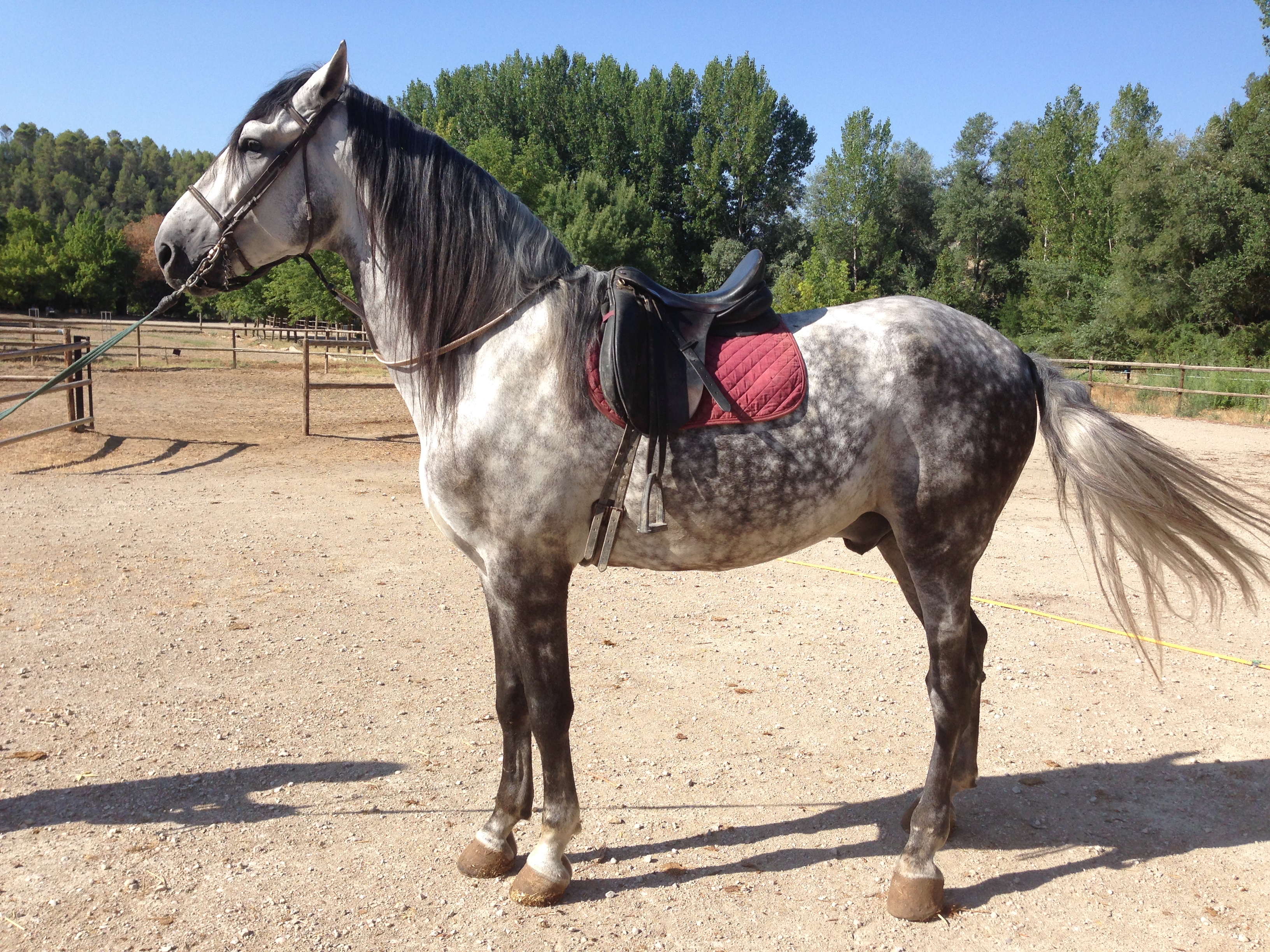 PRE Certified Andalusian Horses, Andalusian Horse, Andalusische Pferde, Andalusischer Hengst