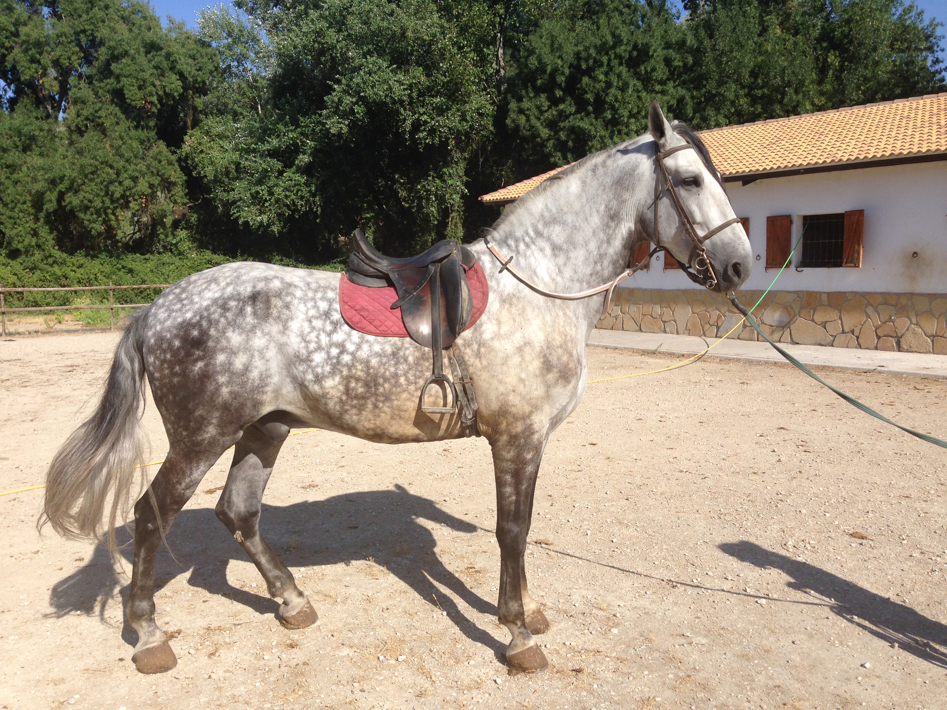 Andalusian Horse, Andalusian Gelding, PRE Horses, Spanish Horses, Andalusisches Pferd, Andalusischer Wallach, Andalusische Pferde