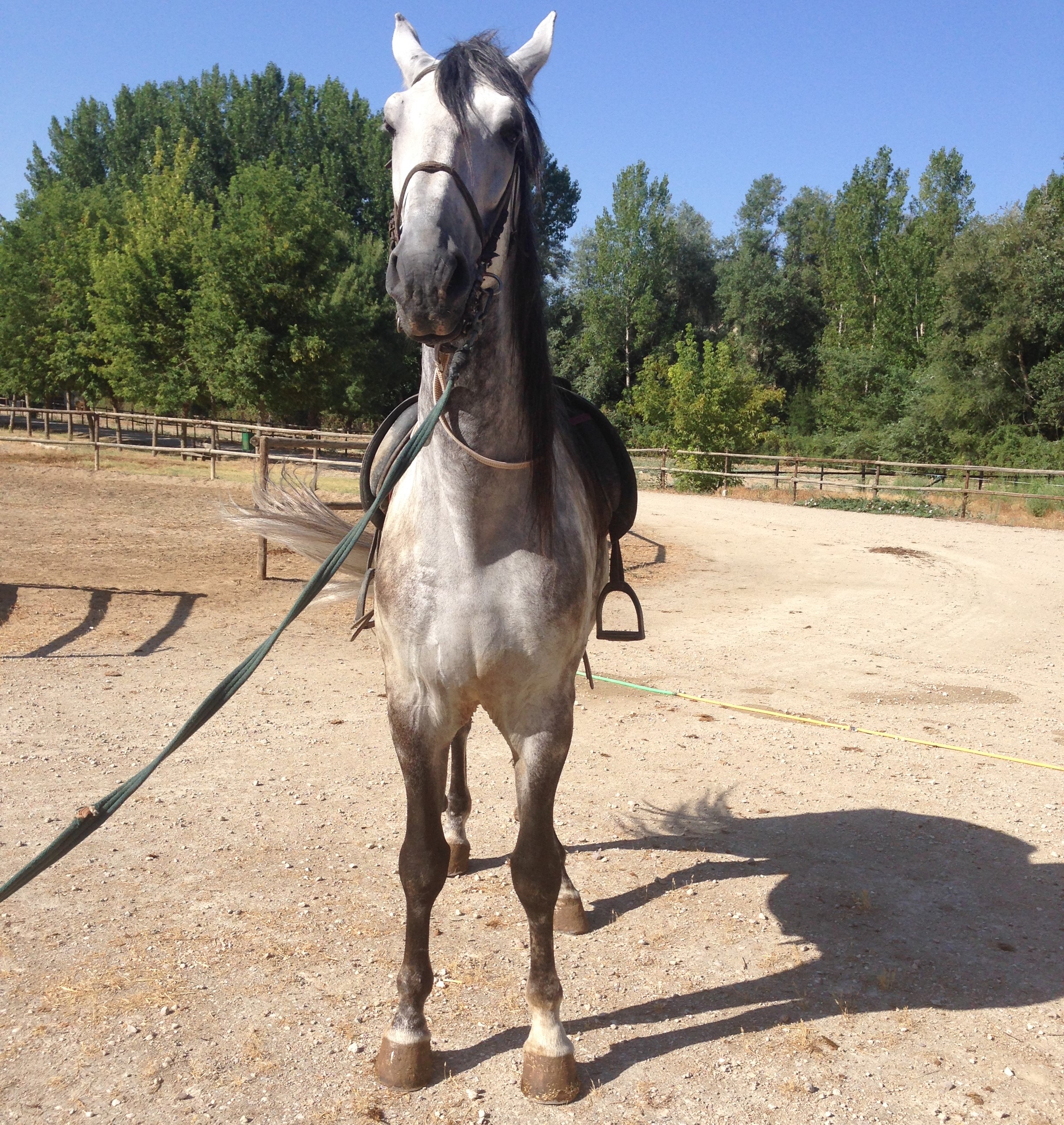 Andalusian Horse, Andalusian Gelding, PRE Horses, Spanish Horses, Andalusisches Pferd, Andalusischer Wallach, Andalusische Pferde