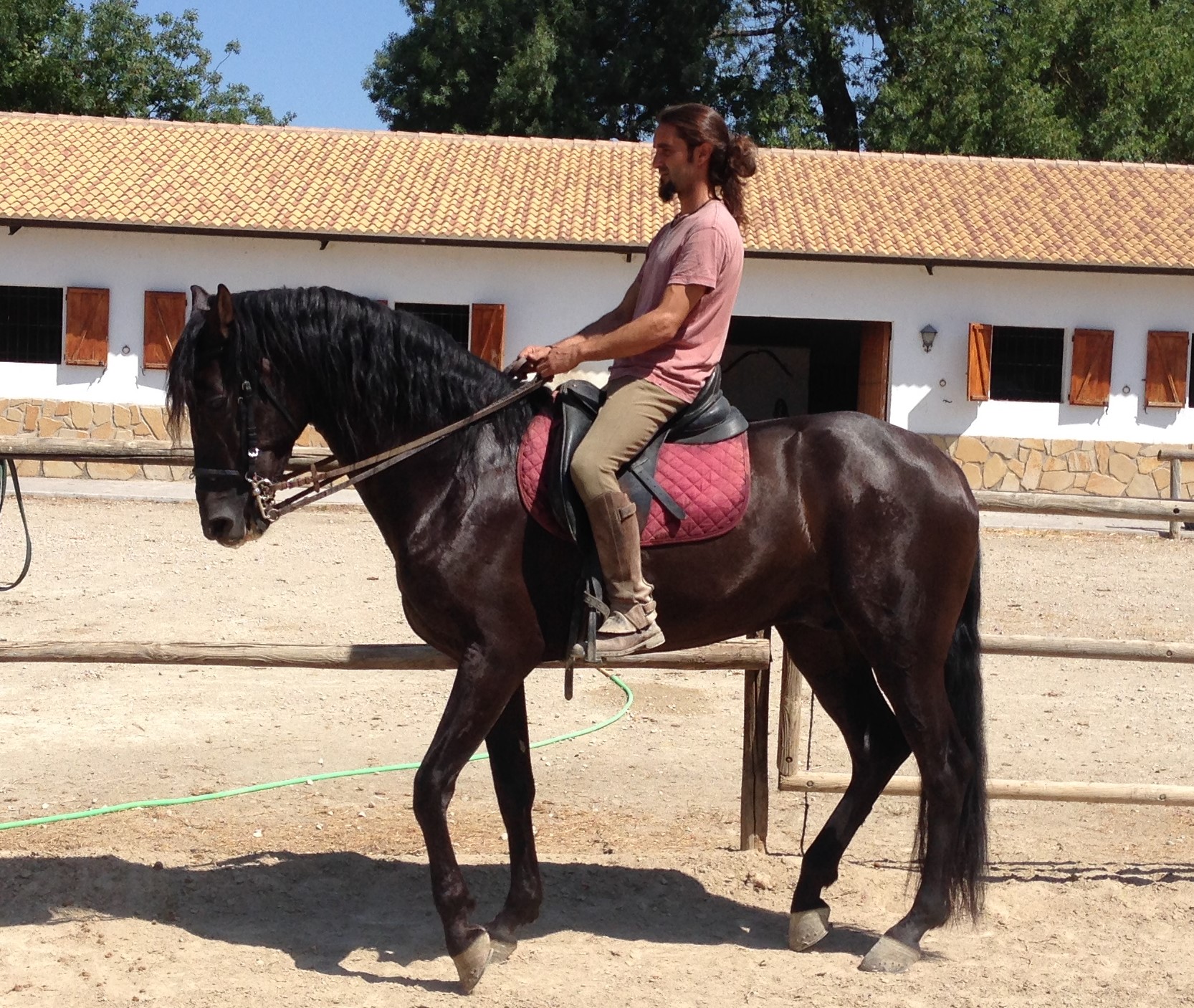 Andalusian Horse, Andalusian Stallion, PRE Horses, Spanish Horses, Andalusisches Pferd, Andalusischer Hengst, Andalusische Pferde, 