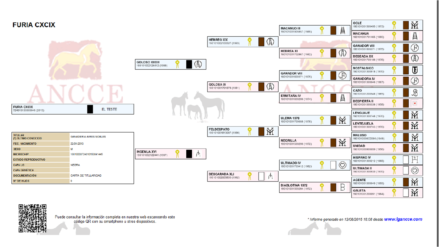 Andalusian Horse, Andalusian Stallion, PRE Horses, Spanish Horses, Andalusisches Pferd, Andalusischer Hengst, Andalusische Pferde, 