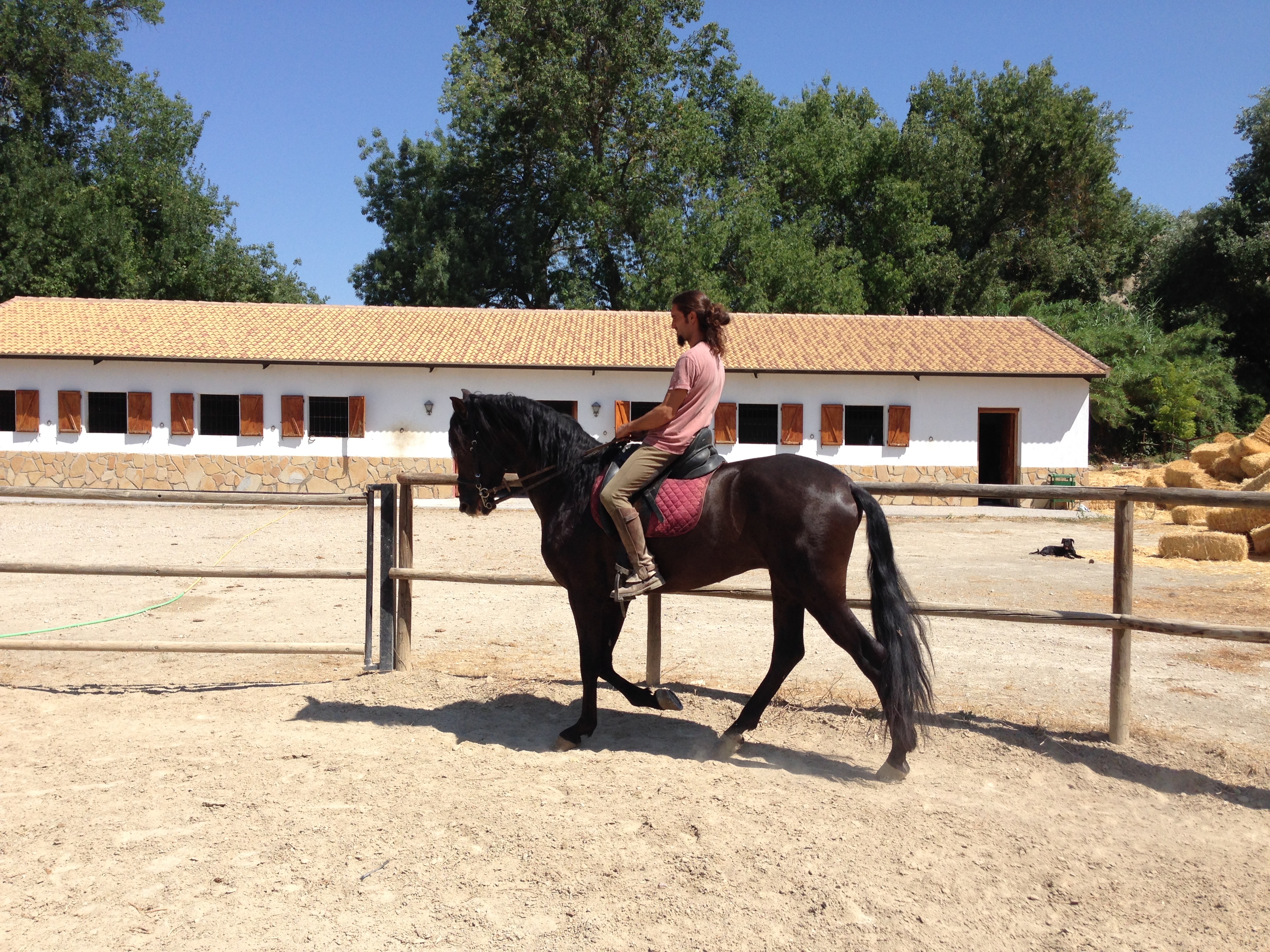 Andalusian Horse, Andalusian Stallion, PRE Horses, Spanish Horses, Andalusisches Pferd, Andalusischer Hengst, Andalusische Pferde, 